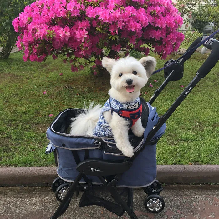 Internet está obsesionado con este perro de orejas de Mickey Mouse, sus fotos te alegrarán el día