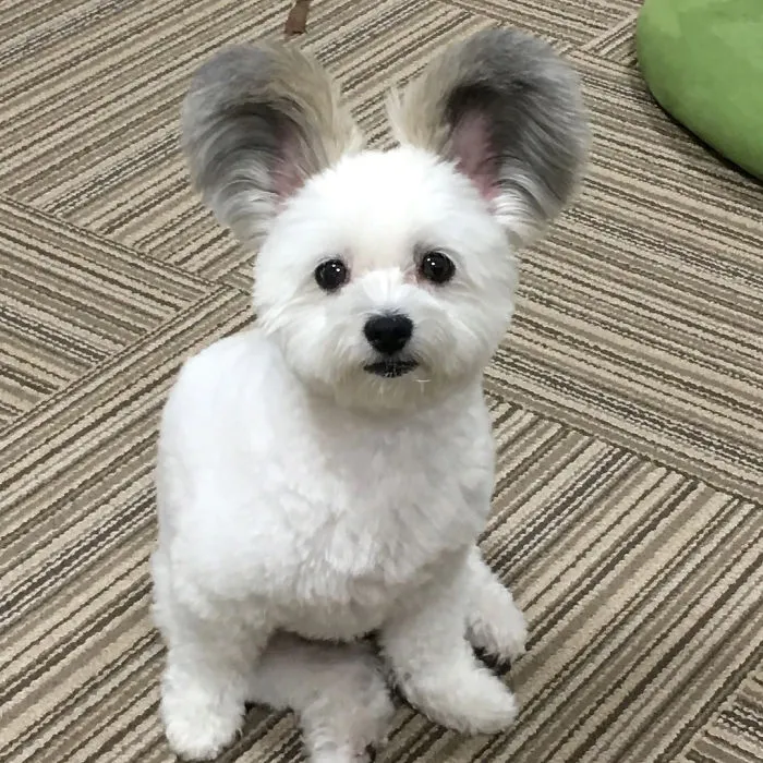Internet está obsesionado con este perro de orejas de Mickey Mouse, sus fotos te alegrarán el día