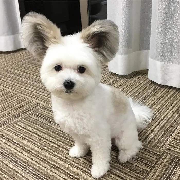Internet está obsesionado con este perro de orejas de Mickey Mouse, sus fotos te alegrarán el día