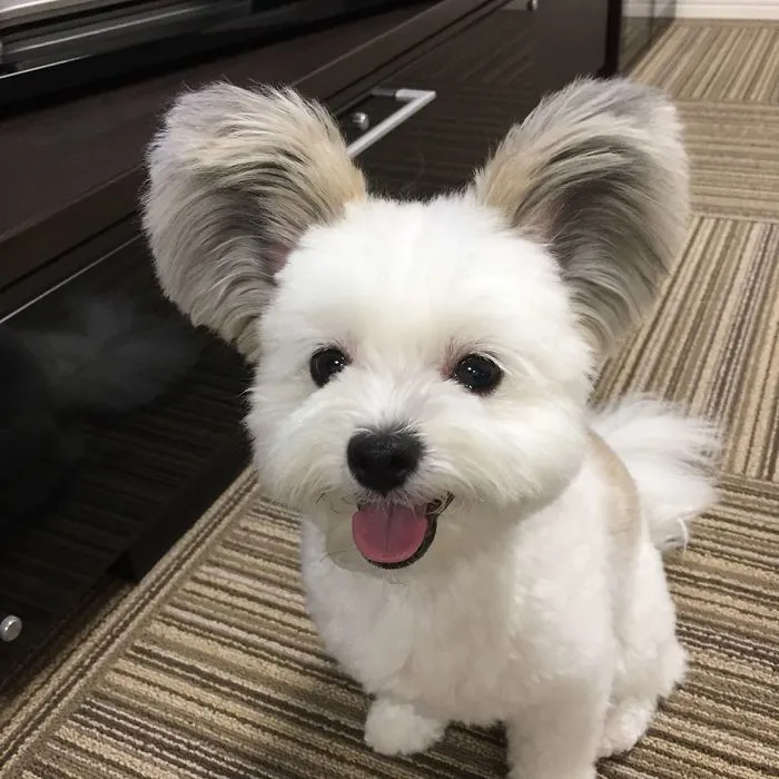The Internet Is Obsessed With This Puppy With Mickey Mouse Ears, And Her Photos Will Make Your Day