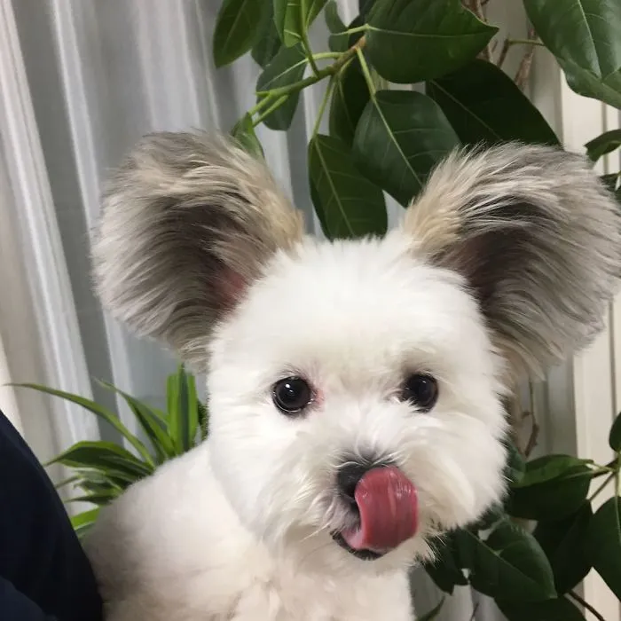 The Internet Is Obsessed With This Puppy With Mickey Mouse Ears, And Her Photos Will Make Your Day