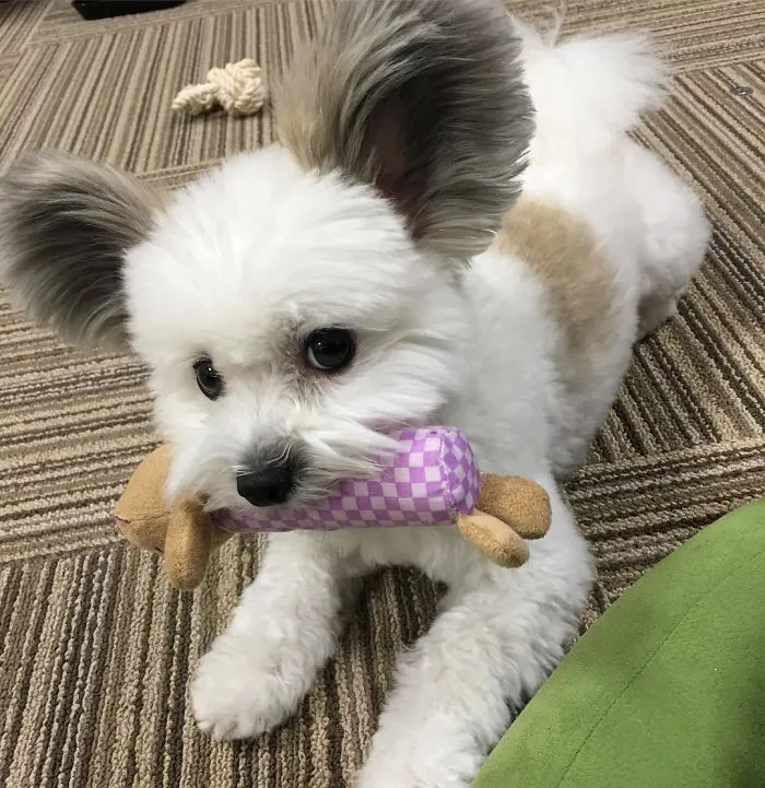 The Internet Is Obsessed With This Puppy With Mickey Mouse Ears, And Her Photos Will Make Your Day