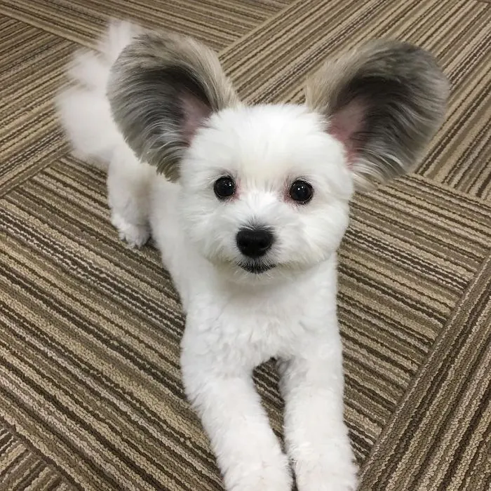 The Internet Is Obsessed With This Puppy With Mickey Mouse Ears, And Her Photos Will Make Your Day