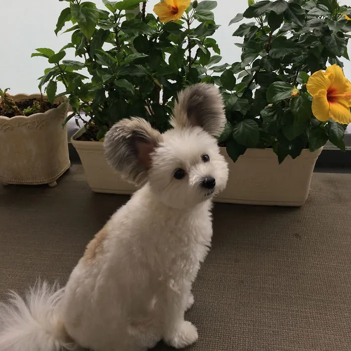 Internet está obsesionado con este perro de orejas de Mickey Mouse, sus fotos te alegrarán el día