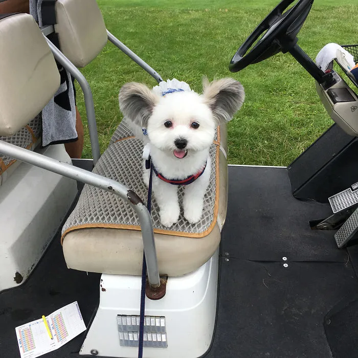 Internet está obsesionado con este perro de orejas de Mickey Mouse, sus fotos te alegrarán el día