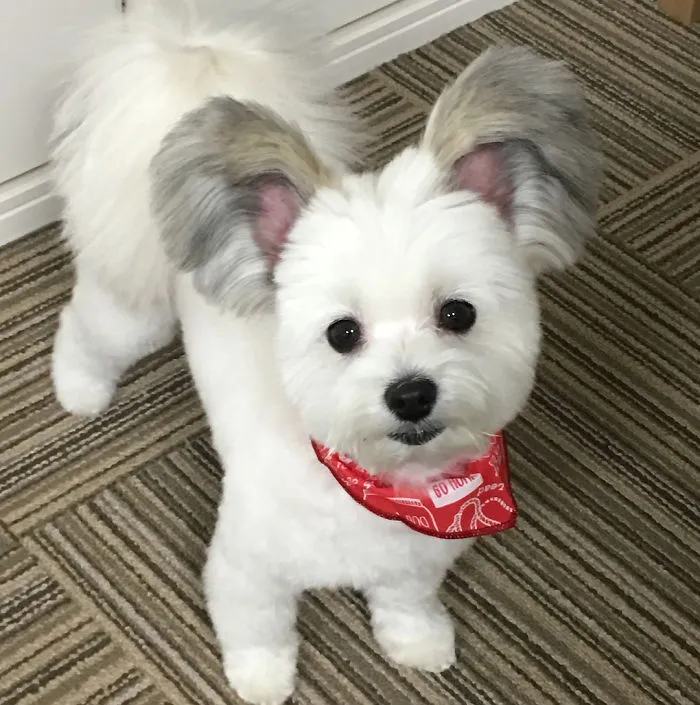 Internet está obsesionado con este perro de orejas de Mickey Mouse, sus fotos te alegrarán el día