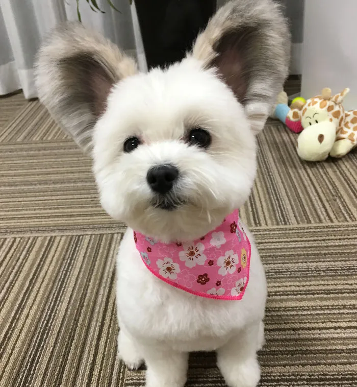 Internet está obsesionado con este perro de orejas de Mickey Mouse, sus fotos te alegrarán el día