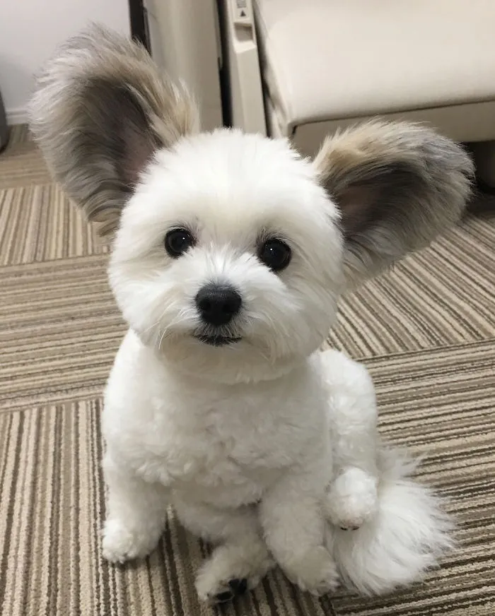 The Internet Is Obsessed With This Puppy With Mickey Mouse Ears, And Her Photos Will Make Your Day