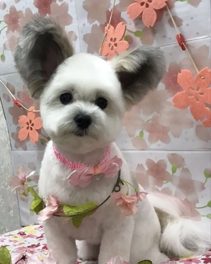 Internet está obsesionado con este perro de orejas de Mickey Mouse, sus fotos te alegrarán el día