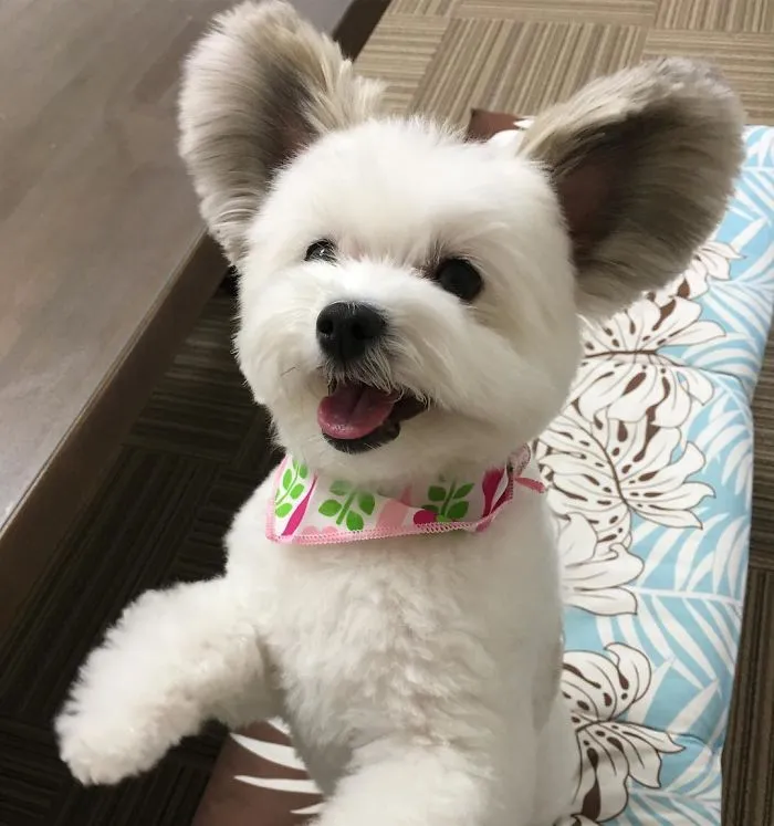 The Internet Is Obsessed With This Puppy With Mickey Mouse Ears, And Her Photos Will Make Your Day