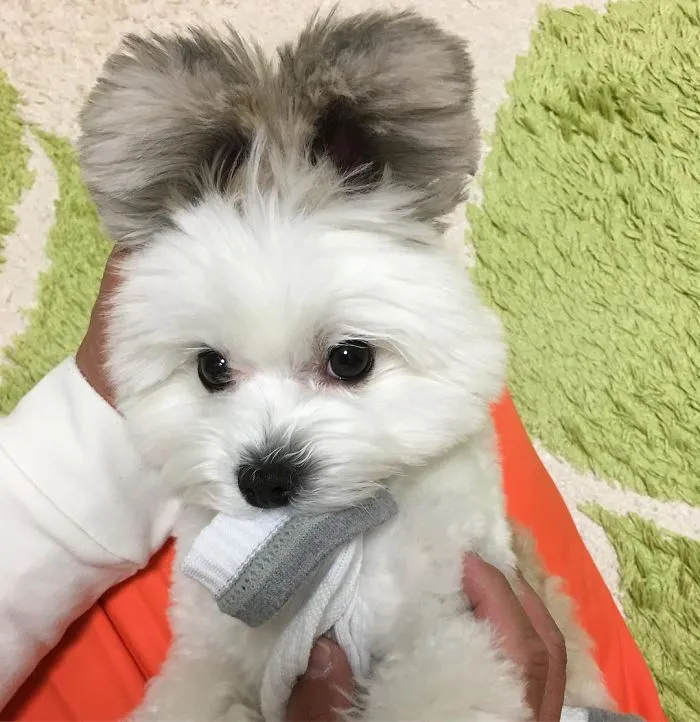 The Internet Is Obsessed With This Puppy With Mickey Mouse Ears, And Her Photos Will Make Your Day