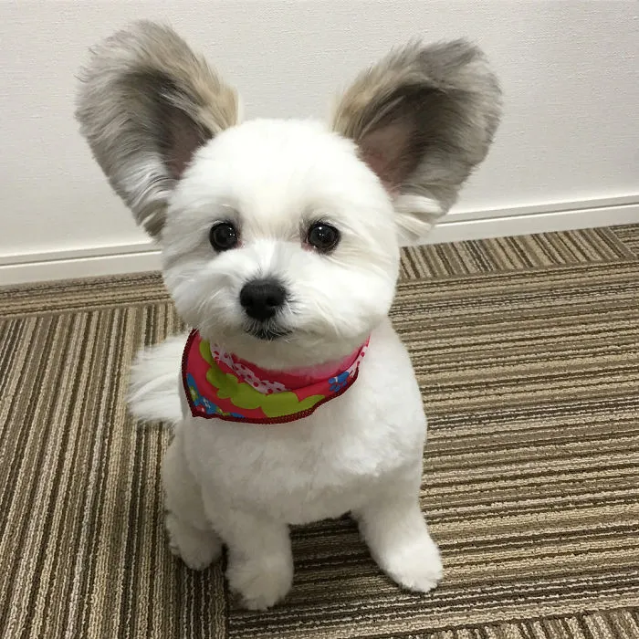 Internet está obsesionado con este perro de orejas de Mickey Mouse, sus fotos te alegrarán el día