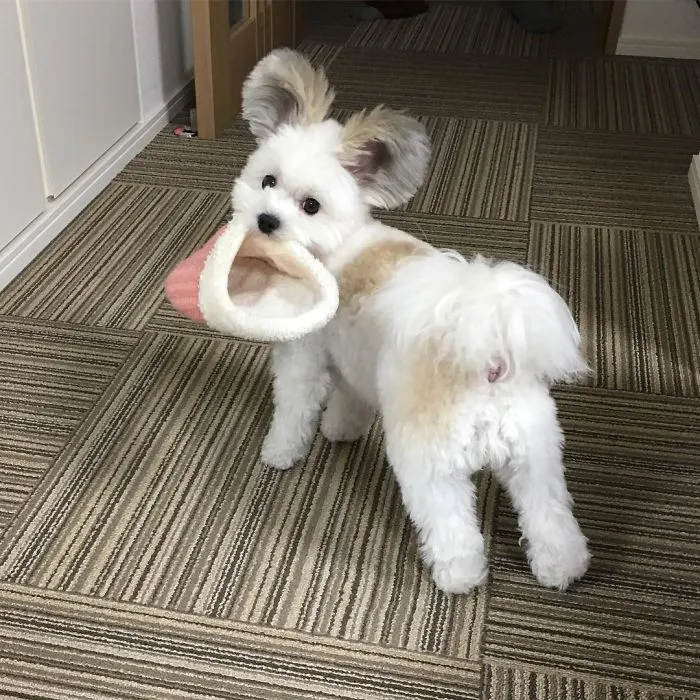 Internet está obsesionado con este perro de orejas de Mickey Mouse, sus fotos te alegrarán el día