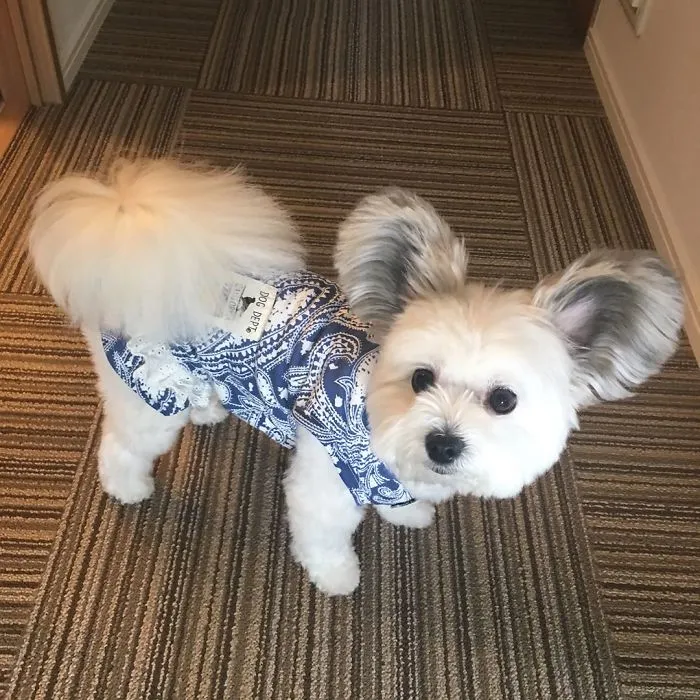 Internet está obsesionado con este perro de orejas de Mickey Mouse, sus fotos te alegrarán el día