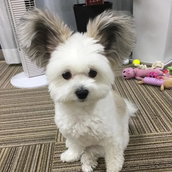 Internet está obsesionado con este perro de orejas de Mickey Mouse, sus fotos te alegrarán el día