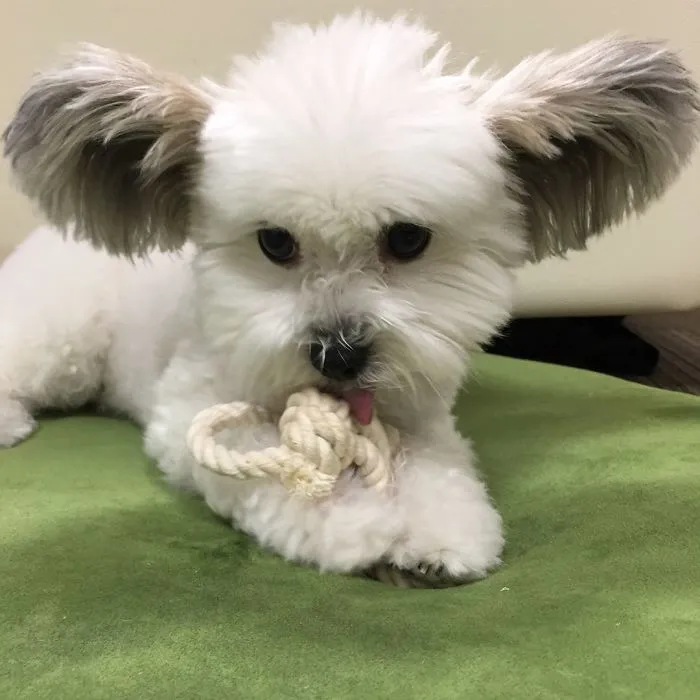 The Internet Is Obsessed With This Puppy With Mickey Mouse Ears, And Her Photos Will Make Your Day