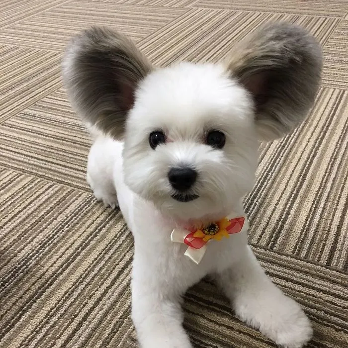 Internet está obsesionado con este perro de orejas de Mickey Mouse, sus fotos te alegrarán el día