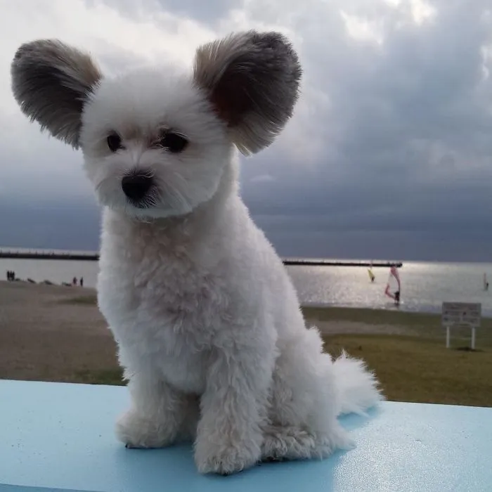Internet está obsesionado con este perro de orejas de Mickey Mouse, sus fotos te alegrarán el día