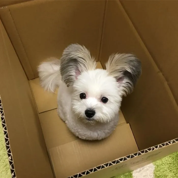 The Internet Is Obsessed With This Puppy With Mickey Mouse Ears, And Her Photos Will Make Your Day
