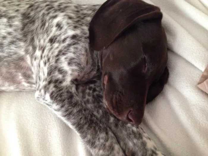 My Sweet Puppy Sleeping