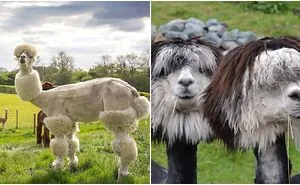 These Shaved Alpacas Know They Have The Most Fabulous Hair Styles And They Are Not Afraid To Show It