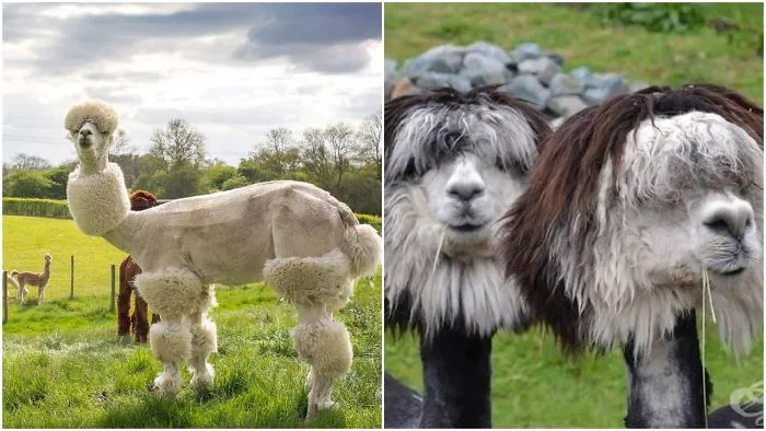These Shaved Alpacas Know They Have The Most Fabulous Hair Styles And They Are Not Afraid To Show It