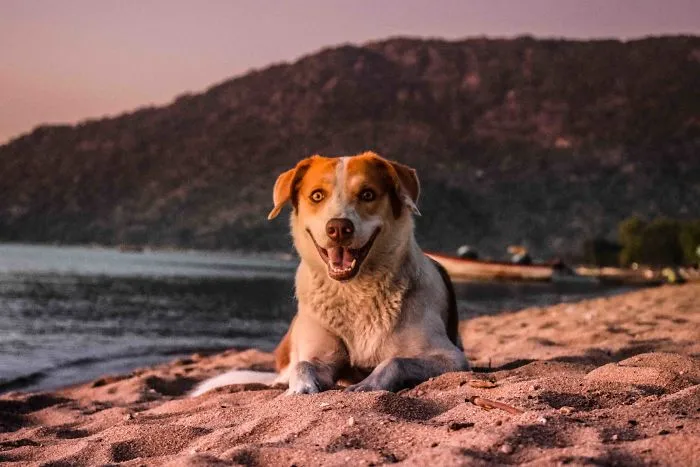The African Dog That Hasn't Stopped Smiling For A Year