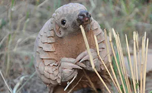Someone Noticed That Baby Pangolins Always Look Like They’re Waiting To Nervously Ask You To Prom