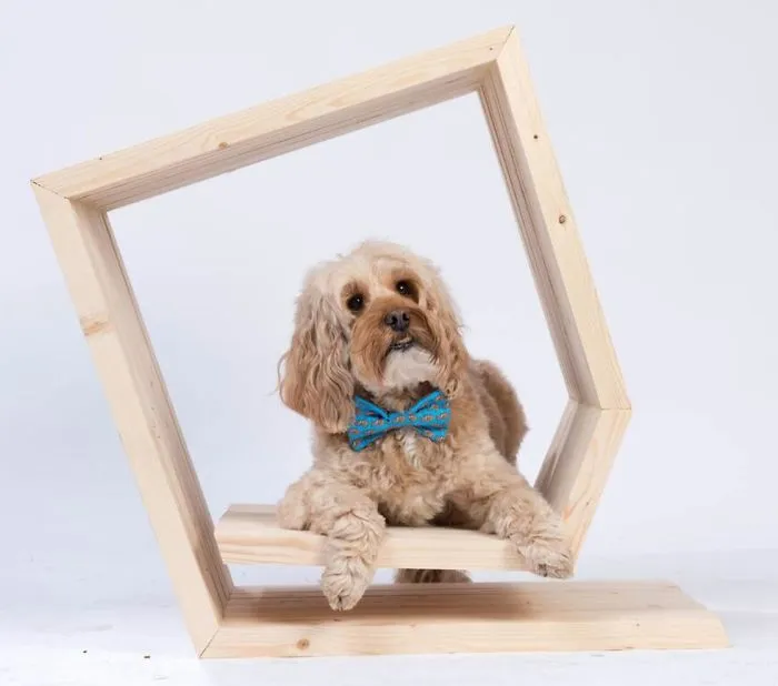 Architects Around The World Design Unique Dog Houses And It's For A Good Cause