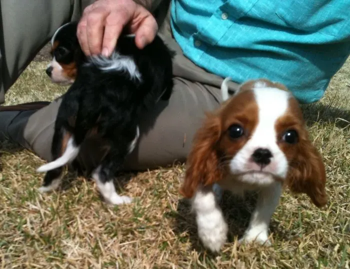 First Day At Home!  Hudson And Benson. Cavalier King Charles