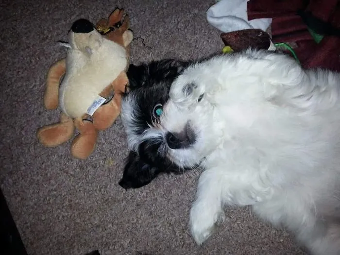 Taken At 2 Months, He Is Now 4 Yrs. Shih Poo