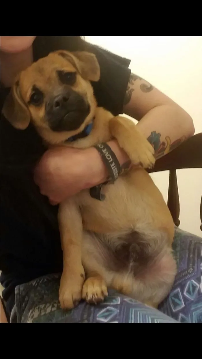 My Sweet Scooter At 9 Weeks 💗
