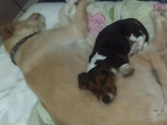 Our Little Guy Toby Using Big Brother Lego As A Pillow.