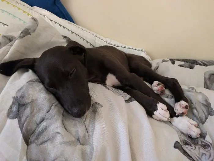 9 Weeks Old