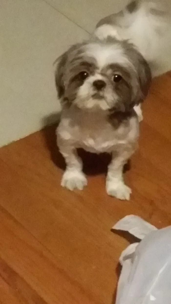 Bit Fuzzy But Puppy's First Hair Cut. She Looks So Betrayed! Ha!