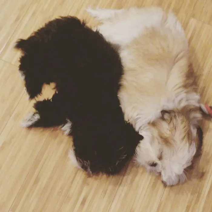 Zelda And Gizmo