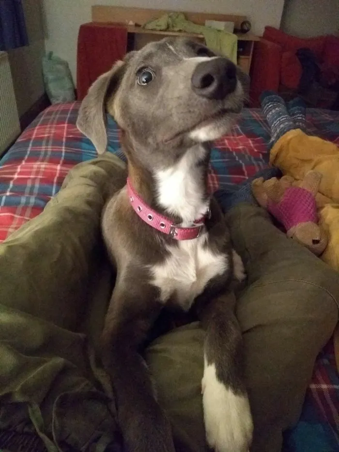 Lady Pippidy