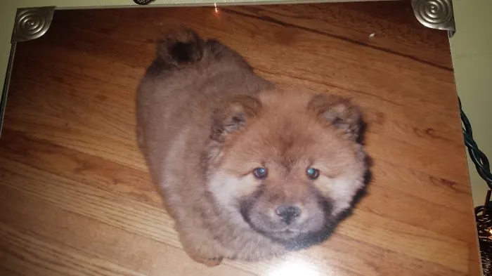 This Is My Nita Girl 3 Months.  While Walking Her,  People Would Stop & Want To Buy Her!