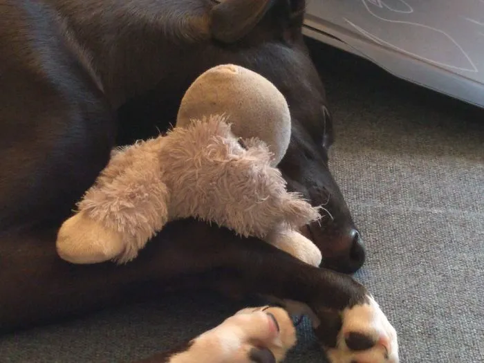 Hugging His Toy
