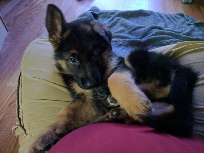Milo At 8 Weeks "You Can't Resist Me"