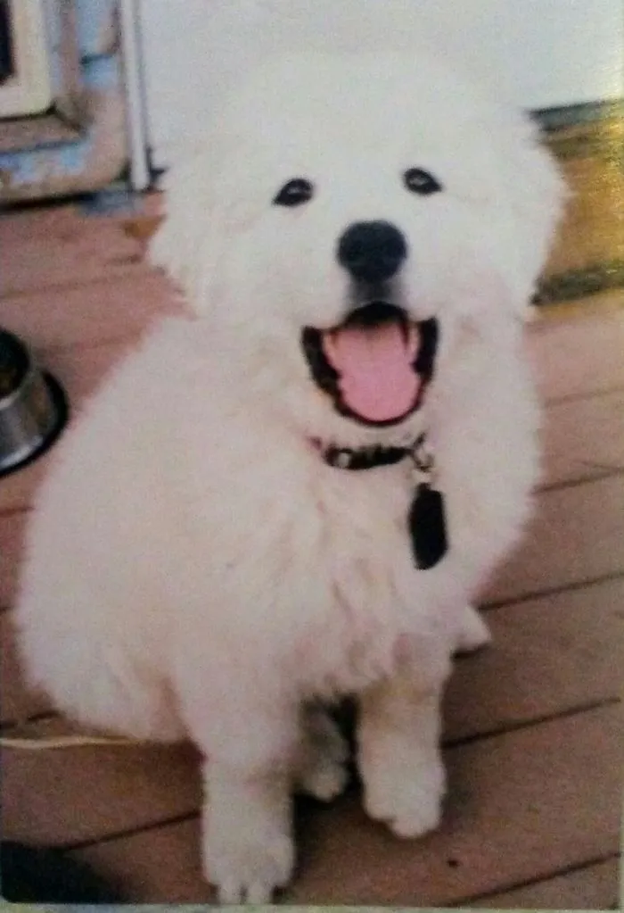 Calcifer Is A Kuvasz. This Is Him At 3 Months Old.
