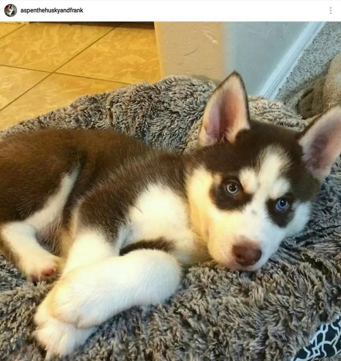 My Sweet Boy Dallas❤