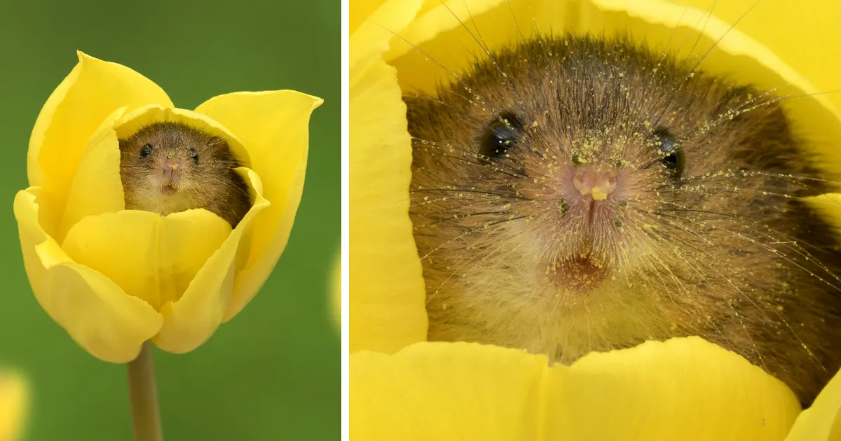Este fotógrafo se cuela entre los tulipanes para retratar al ratón espiguero, y el resultado te alegrará el día