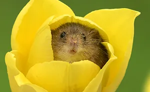 Este fotógrafo se cuela entre los tulipanes para retratar al ratón espiguero, y el resultado te alegrará el día
