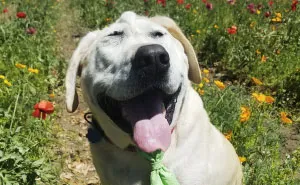 Heartbroken Dog Abandoned Because Of His ‘Ugly’ Face Gets Adopted, And The Difference It Makes Is Unbelievable
