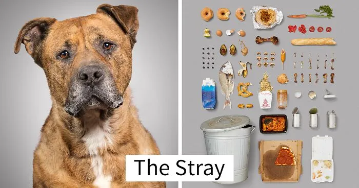 I Photographed 6 Dogs And Their Possessions To Show You The Life They Live