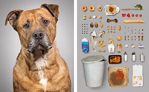 I Photographed 6 Dogs And Their Possessions To Show You The Life They Live