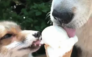 12 Super Cute Dogs Enjoying Ice Cream That Will Melt Your Heart