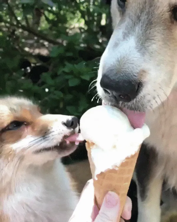 12 Super Cute Dogs Enjoying Ice Cream That Will Melt Your Heart