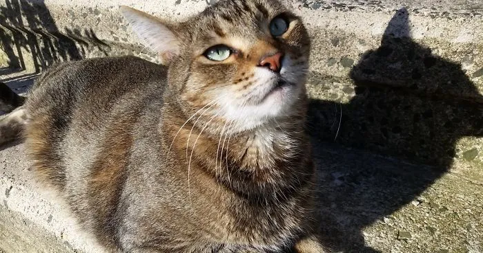 Meet Pip, The 9-Year Old Tabby Cat
